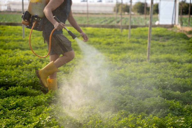 Best Affordable Pest Control Services  in Itta Bena, MS