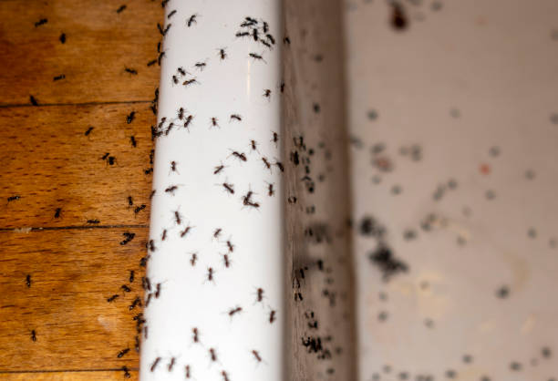 Best Best Pest Control Companies  in Itta Bena, MS