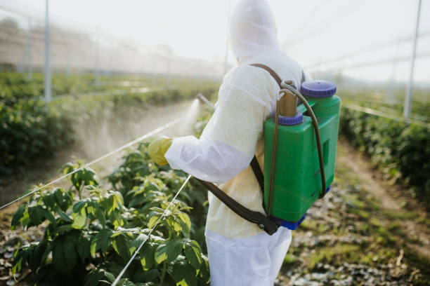 Best Termite Control Services  in Itta Bena, MS